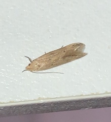 Angoumois Grain Moth