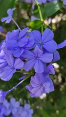 Plumbago auriculata