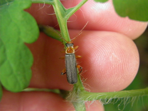 Cantharis nigricans