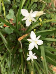 Libertia paniculata