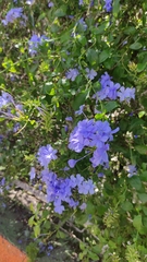 Plumbago auriculata