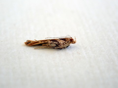 Pyroderces falcatella