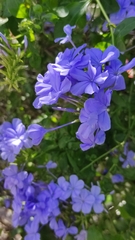 Plumbago auriculata