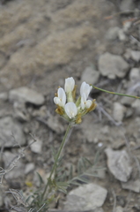 Astragalus reduncus