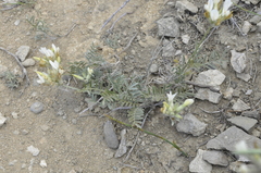 Astragalus reduncus