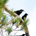 Corvus palmarum - Photo (c) Carol Foil,  זכויות יוצרים חלקיות (CC BY-NC-ND)
