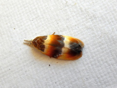 Piloprepes anassa