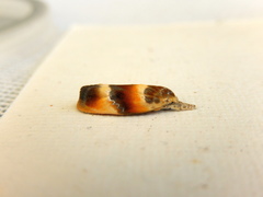 Piloprepes anassa