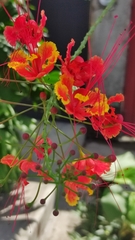 Caesalpinia pulcherrima