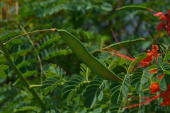 Caesalpinia pulcherrima