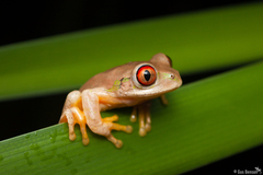 Natal Tree Frog photo 4