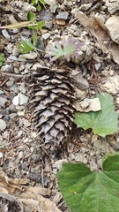 Picea likiangensis