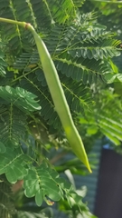 Caesalpinia pulcherrima