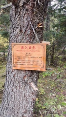 Picea likiangensis