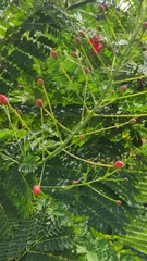 Caesalpinia pulcherrima