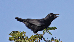 Palm Crow photo 2