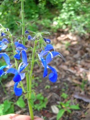 Salvia patens