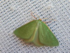 Euloxia pyropa