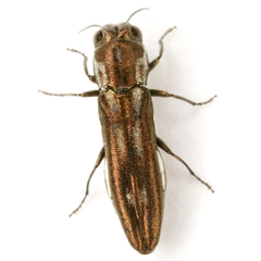 Agrilus addendus