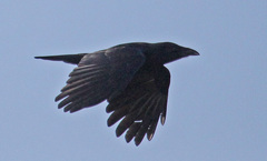 Palm Crow photo 3