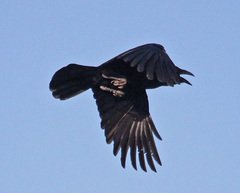 Palm Crow photo 4