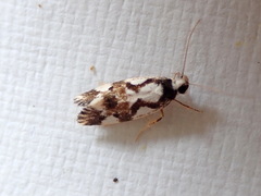 Machetis aphrobola