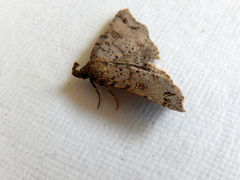 Lithilaria proestans