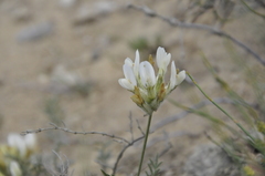 Astragalus reduncus