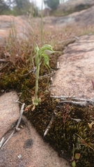 Pterostylis planulata