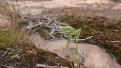 Pterostylis planulata