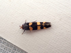 Limnaecia polycydista