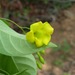 Mandevilla oaxacana - Photo (c) Mark Fishbein, some rights reserved (CC BY-NC), uploaded by Mark Fishbein