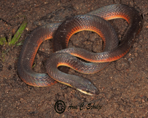 Xenopholis werdingorum