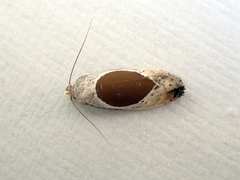 Hoplomorpha notatana