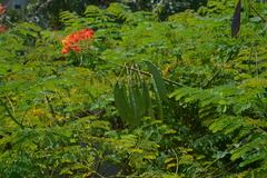 Caesalpinia pulcherrima