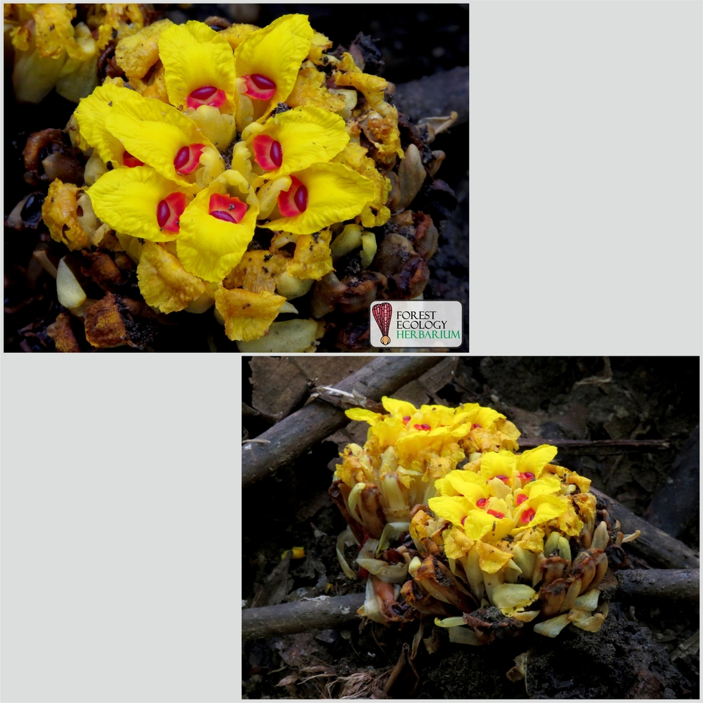 Etlingera fimbriobracteata (Etlingera fimbriobracteata)