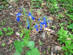 Salvia patens