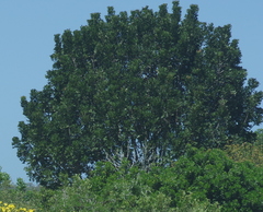 Harpephyllum caffrum