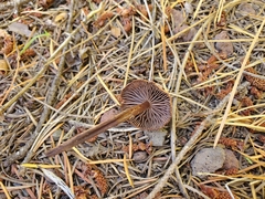 Gymnopus fuscopurpureus