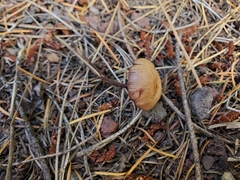 Gymnopus fuscopurpureus