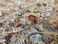 Gymnopus fuscopurpureus