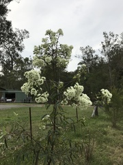Eucalyptus curtisii