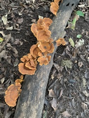 Favolus acervatus
