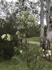 Eucalyptus curtisii