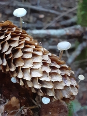 Strobilurus occidentalis