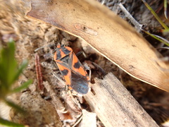 Spilostethus pacificus