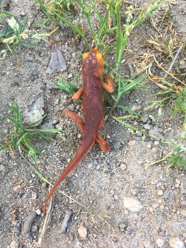 iNaturalist observation photo of Sierra Newt