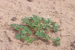 Hoffmannseggia repens