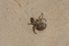 Diogenes brevirostris