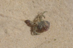 Diogenes brevirostris